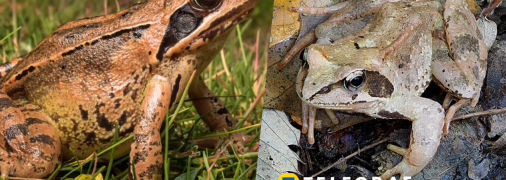 Колаж "Телеграф"