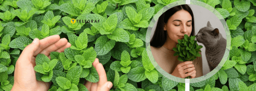 Мʼята буде залишатись ароматною