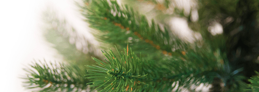 Что такое эко-елки и в чем их экологичность