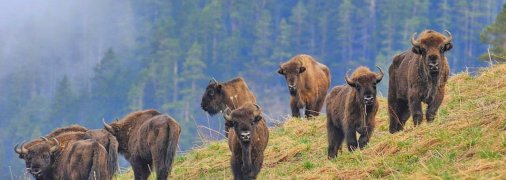 Кавказский зубр
