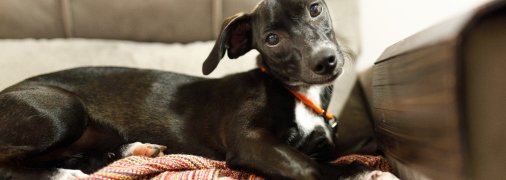 Собака нахиляє голову в той бік, який їй подобається