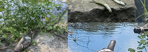 Экоцид на Полтавщине: сомы и щуки выбрасывались из реки и умирали на кустах (фото и видео)