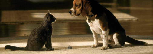 Коти проти собак в кінематографі