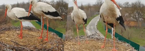 Птахи на Полтавщині
