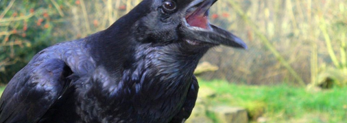 Ворона каркает