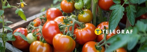 Помідори теж можуть хворіти