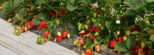 Найкраща підживка для полуниці