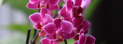 Как заставить орхидеи цвести круглый год - лайфхак