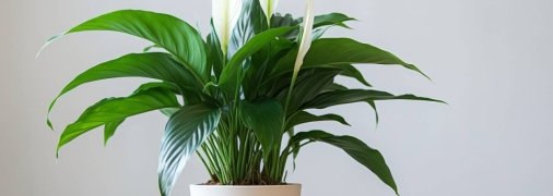 Спатіфілум або "жіноче щастя"