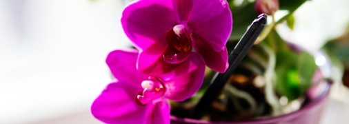 Листья будут пышными, а лепестки великолепными