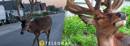 Олень Борис