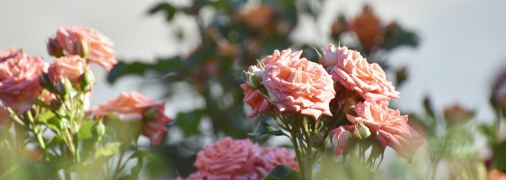 Полезные советы по уходу за розами