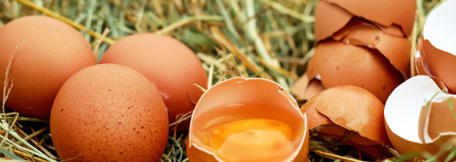 Яичная скорлупа пригодится как дома, так и на участке