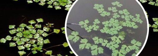 Водяний горіх росте в акваторіях Дніпра, Дністра та Дунаю