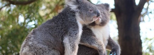 Коалы в Австралийском штате могут вымереть к 2050 году