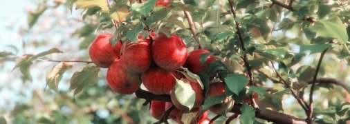 Біля яблуні грушу краще не розміщувати