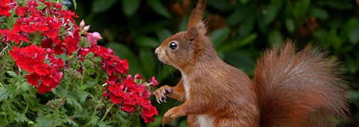 Психологический тест по картинке