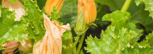 Кабачки цветут, а не завязываются