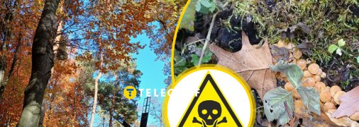 В осінньому лісі можна знайти отруйні гриби