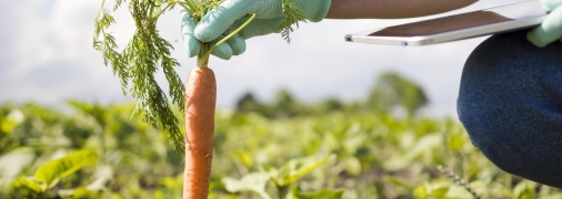 Свіжа соковита морква порадує вже у червні