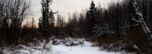 Була напідпитку і замерзла в лісі: розкрито деталі гучної загибелі студентки на Житомирщині