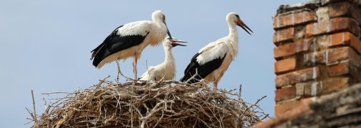 Аисты. Фото иллюстративное