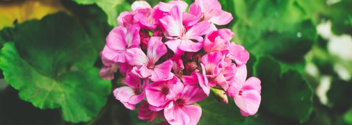 Не забывайте защищать свое растение от вредителей