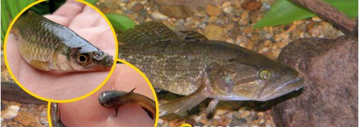 Коллаж, "Телеграф"