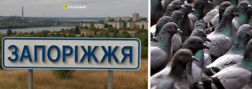 Голуби блукали вулицями Запоріжжя з незвичним птахом