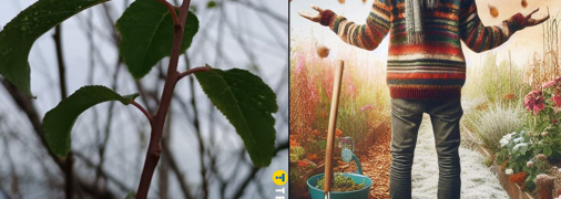 Что делать, если дерево не сбрасывает листья, а зима уже близко