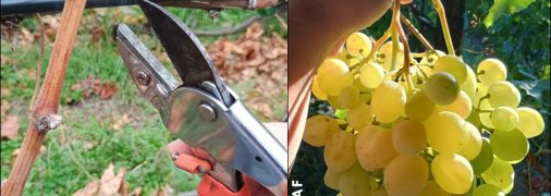 Обрезать, удобрять и заливать виноград нужно уже сейчас