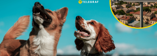 Собаки в Одессе удивили прохожих