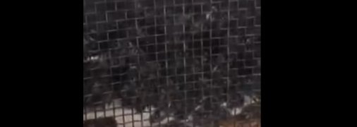 Мертвыми только казались: стало известно о чудесном исцелении пчел из скандала с "Укрпочтой" (видео)