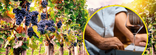 Виноградники на Закарпатті