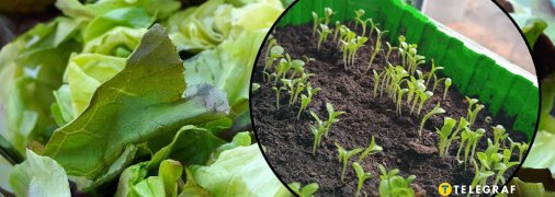 Як правильно вирощувати салат