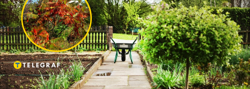 В Украине растет дерево-агрессор