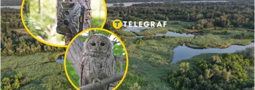 Серая сова появилась в Днепропетровской области