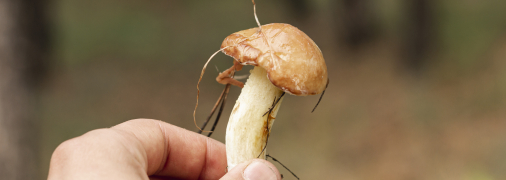 Вам знадобиться звичайна лимонна кислота