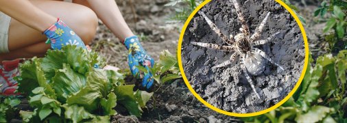 Дізнайтесь, як боротися з павуками народними методами