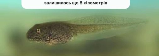 До пошуків пуголовка підключились підприємства та пересічні громадяни, настільки мем припав українцям до душі.