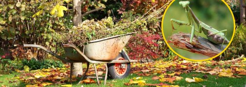 Осінній сад