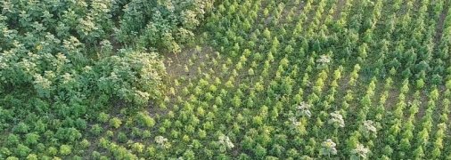 В Херсонской области обнаружили конопляное поле стоимостью 300 млн грн: как оно выглядит (фото)