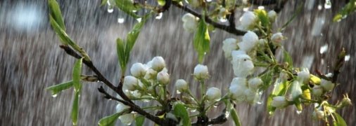 18-24 апреля в Украине ожидаются дожди