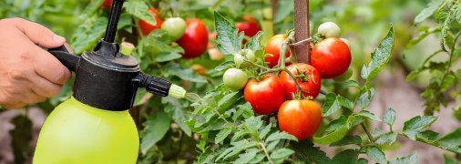 Чем правильно удобрить помидоры