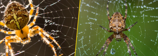 Павук-хрестовик