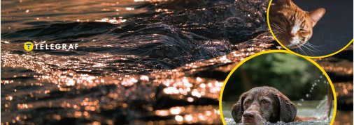 Кіт і собака потішили відпочиваючих на пляжі