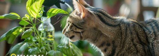 Рослини треба захищати від котів  (зображення створено за допомогою ШІ)