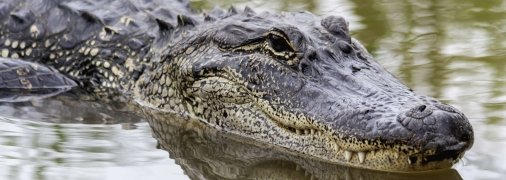 Аллигатор напал на мужчину во время купания в озере