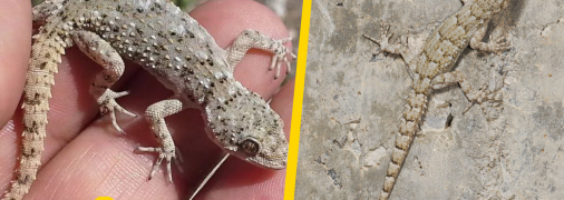 Кримський гекон