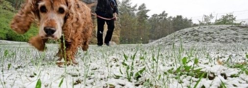Германию впервые за полвека накрыло снегом посреди мая (фото и видео)